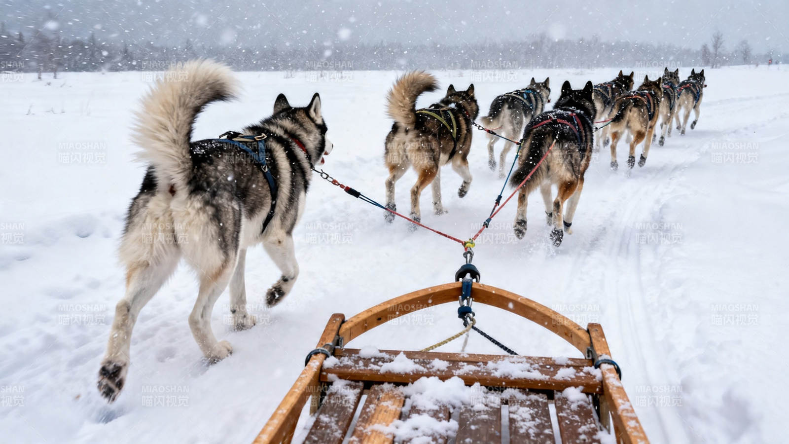 雪橇犬队雪地飞驰图片