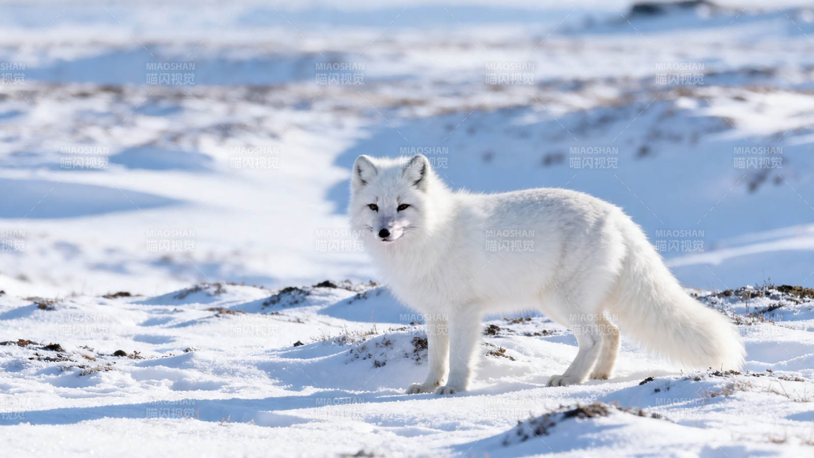 雪原白狐静立凝望图片