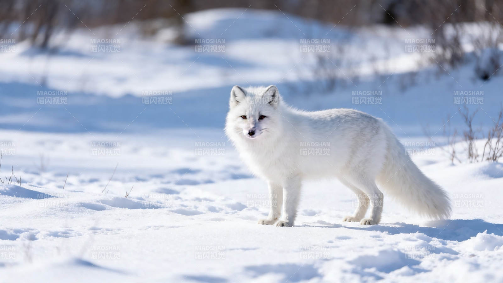 雪原白狐 静立凝望图片