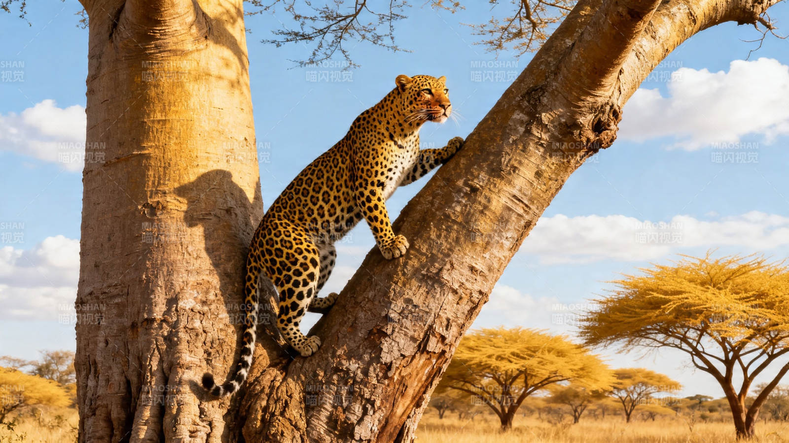 豹攀树 草原风光美图片