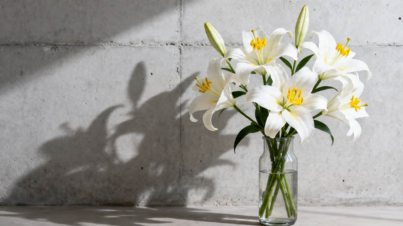 白百合映墙影 清雅静美图片