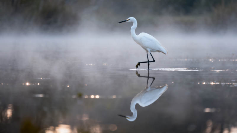雾中白鹭 水影如镜图片