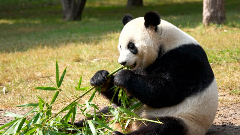 熊猫啃竹 萌态十足图片