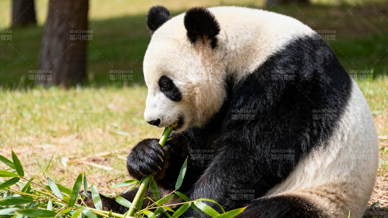 熊猫啃竹 憨态可掬图片