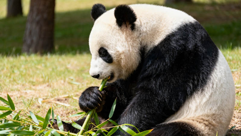 熊猫啃竹 憨态可掬图片