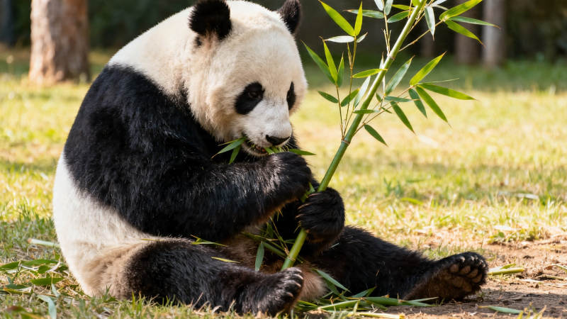 熊猫啃竹 悠闲自在图片