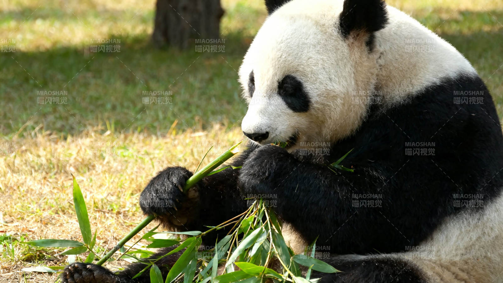 熊猫啃竹 萌态十足图片