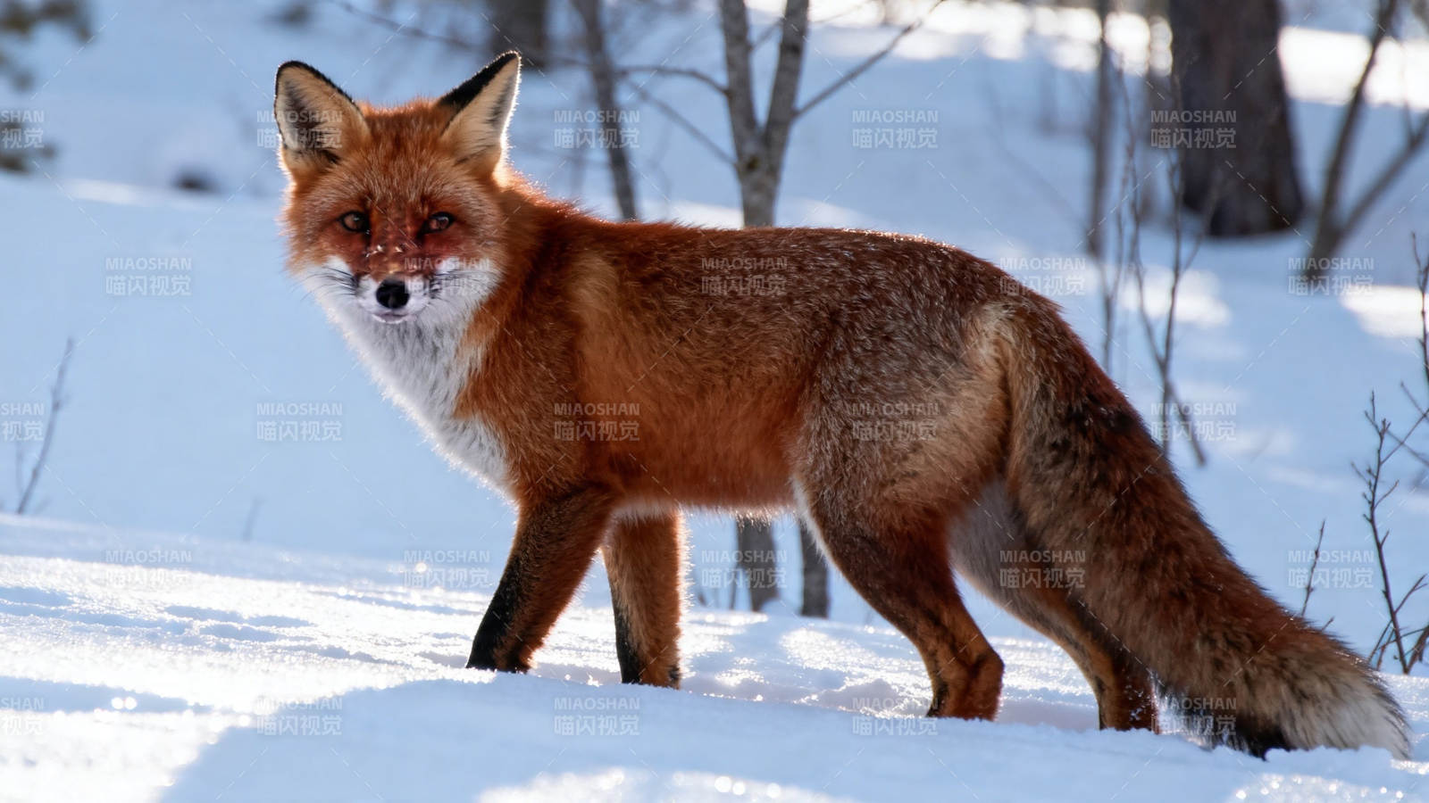 雪地里红狐漫步图片