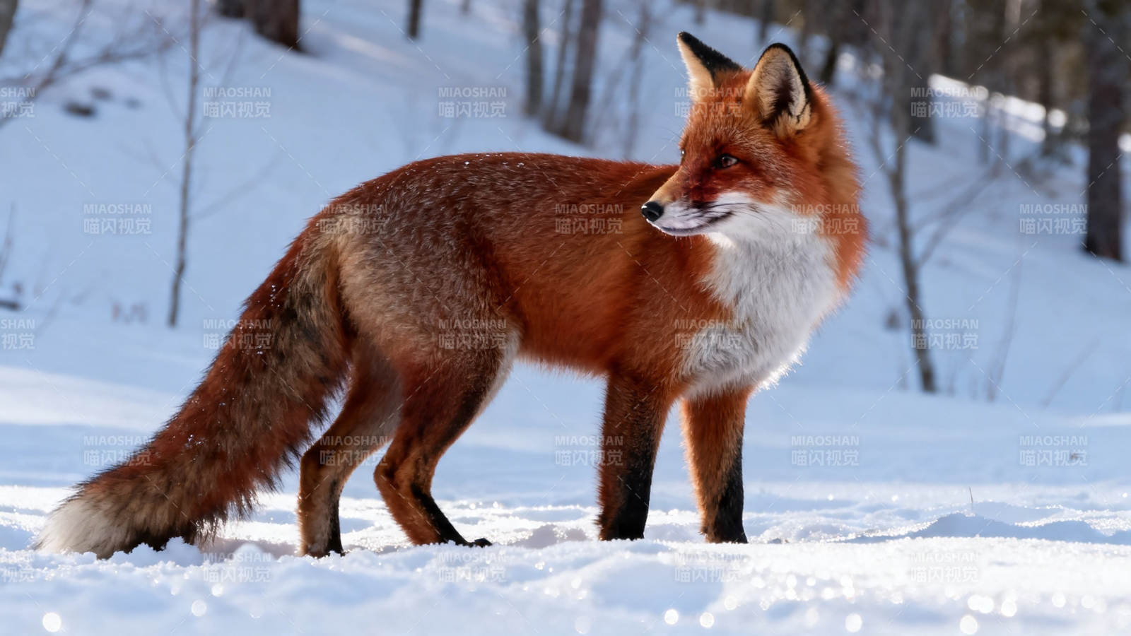 雪地里红狐优雅漫步图片