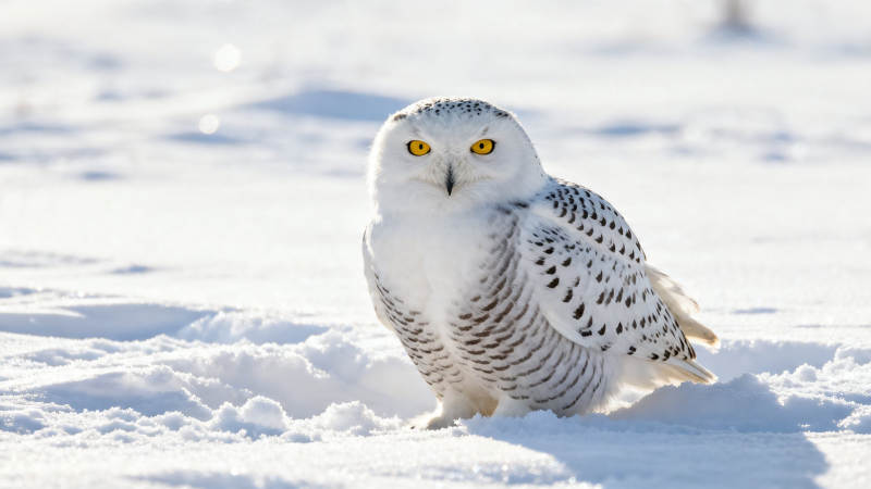 雪鸮静立雪中 金眸凝视前方图片