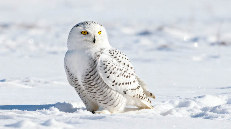 雪鸮静立雪地 金眸凝视远方图片