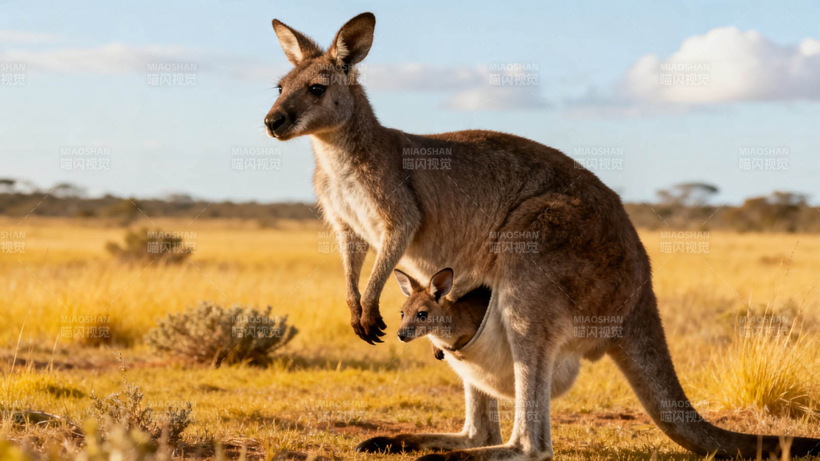 袋鼠母子草原漫步图片