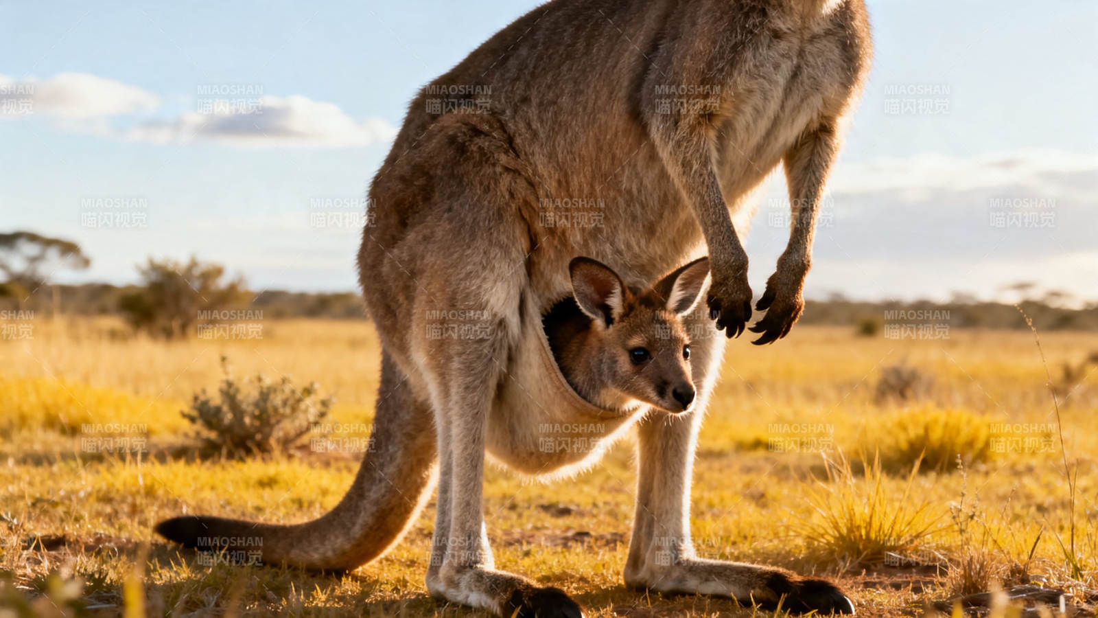 袋鼠妈妈带娃漫步草原图片