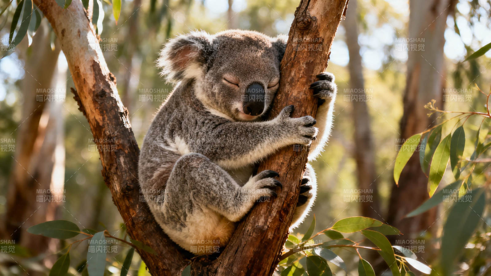 考拉抱树酣睡中图片