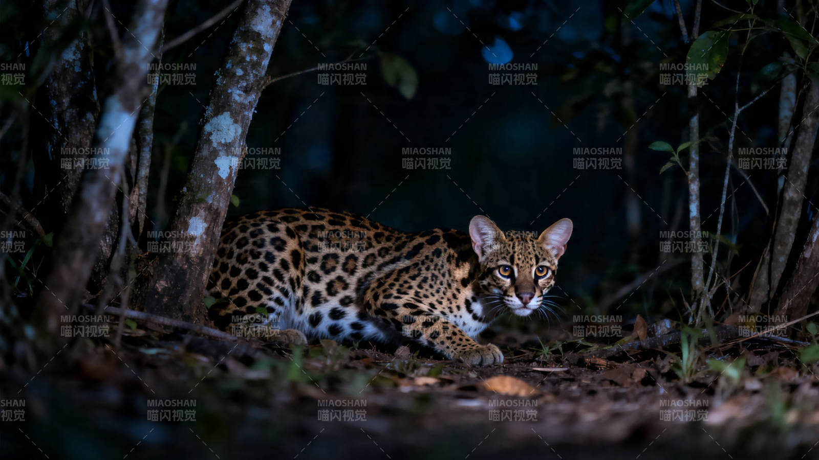 夜林豹影 凝视如炬图片
