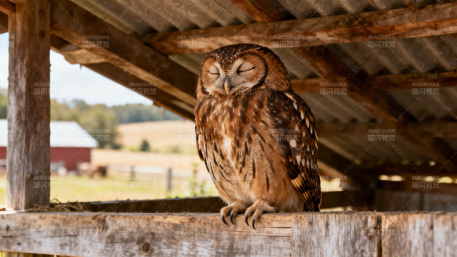 棚下闭目养神的猫头鹰图片