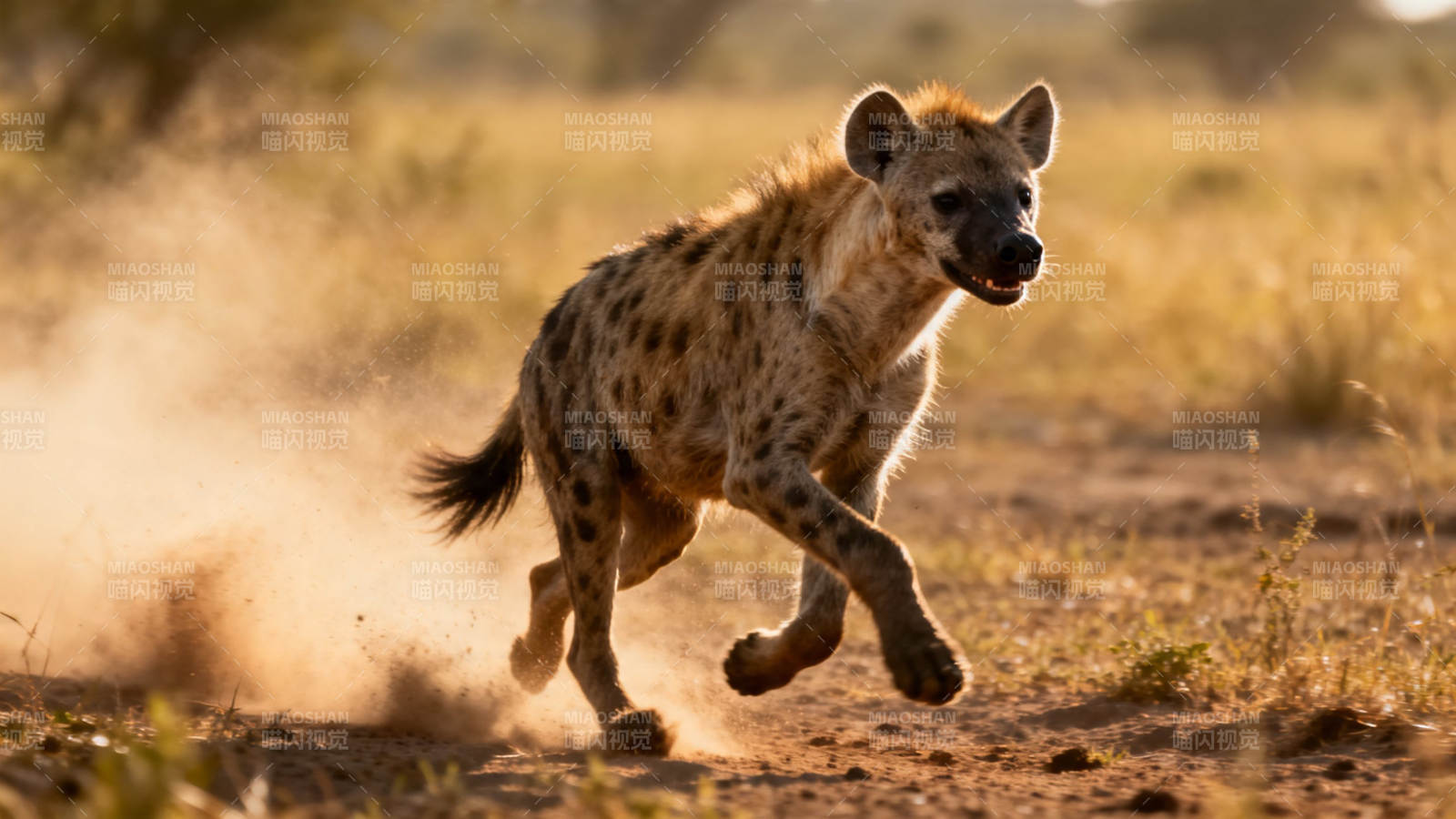 鬣狗狂奔 尘土飞扬图片