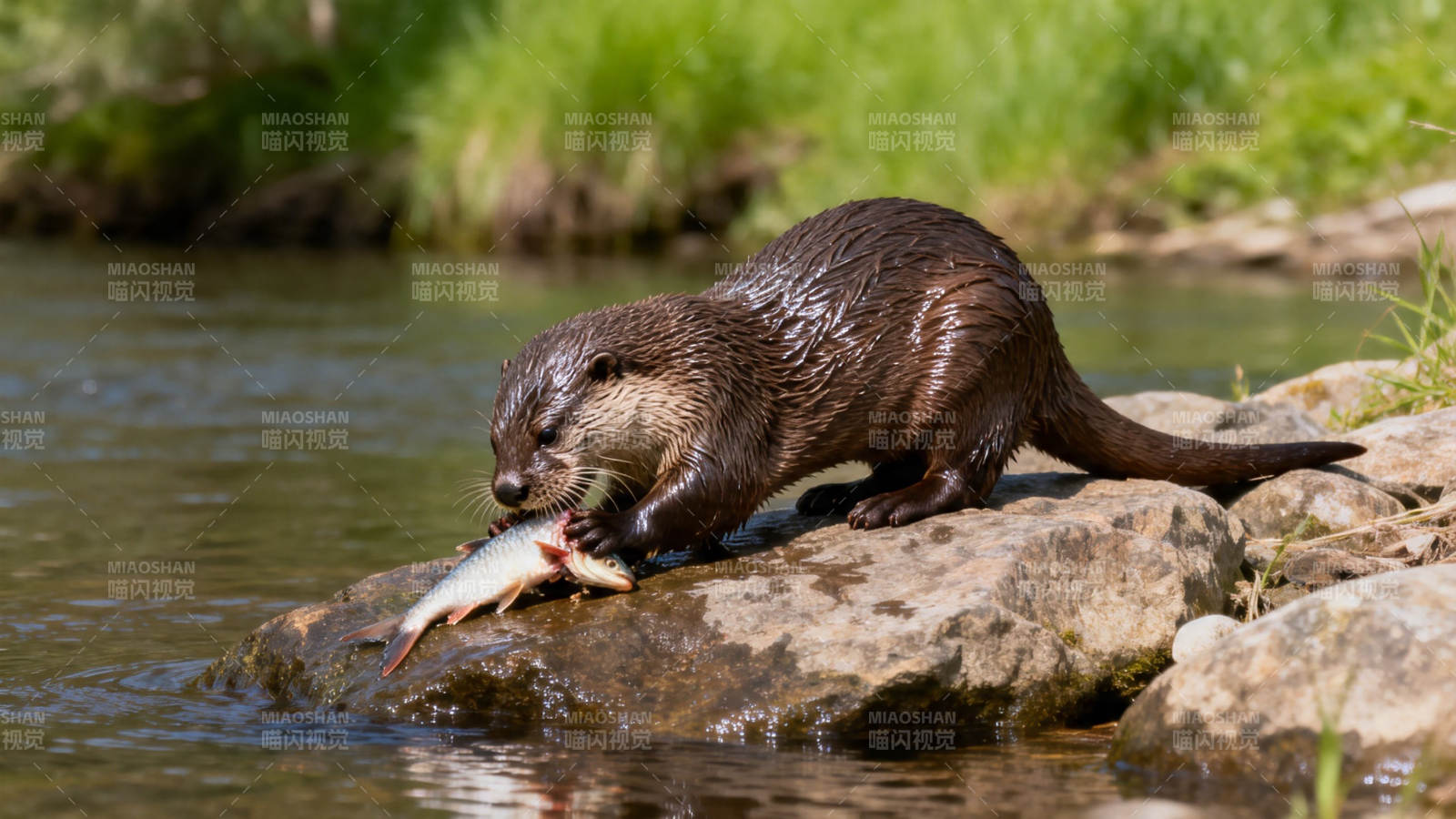水獭捕食鱼 岸边享美味图片
