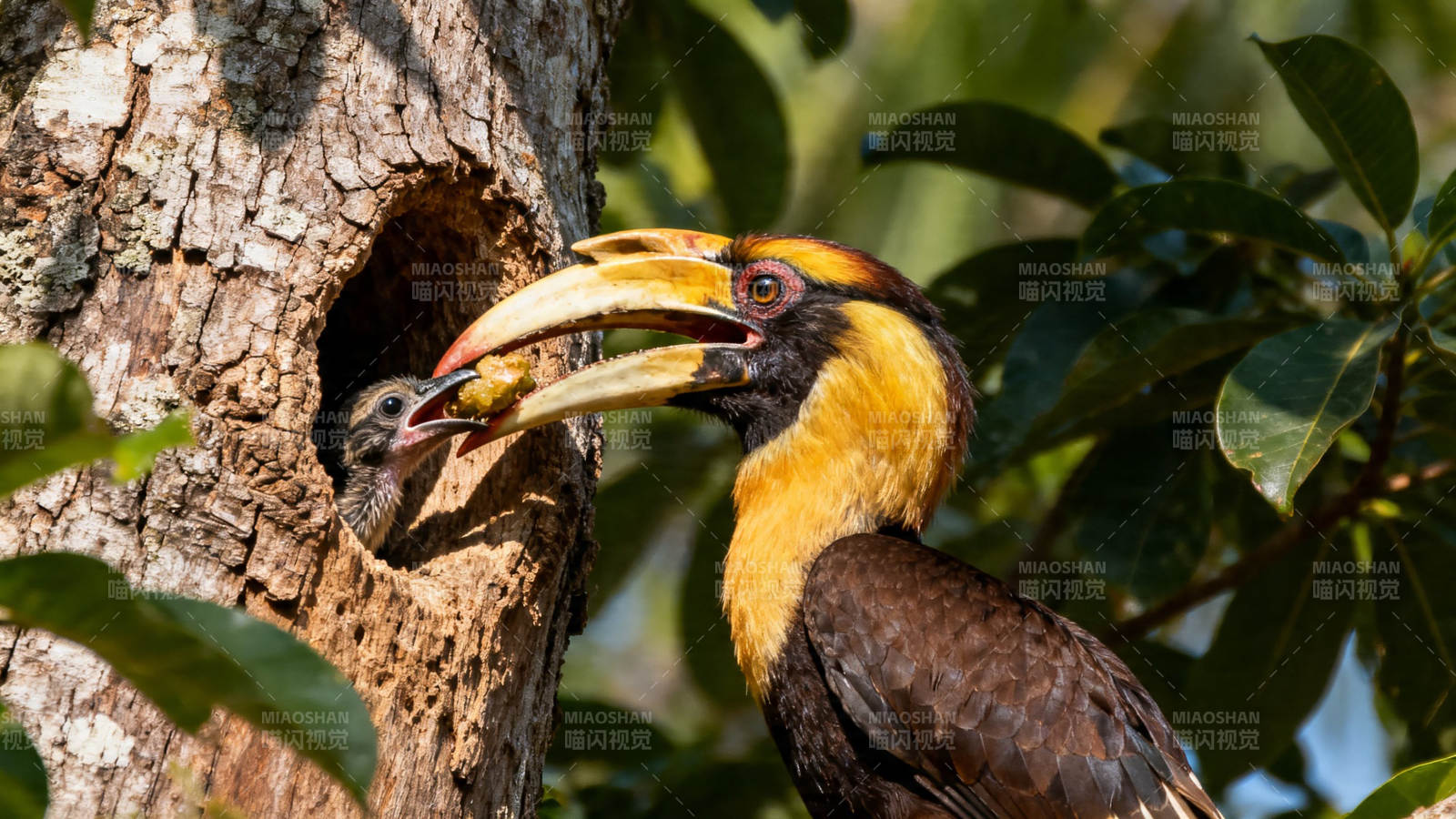 双角犀鸟喂雏图片