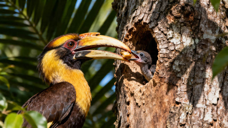双角犀鸟喂雏图片