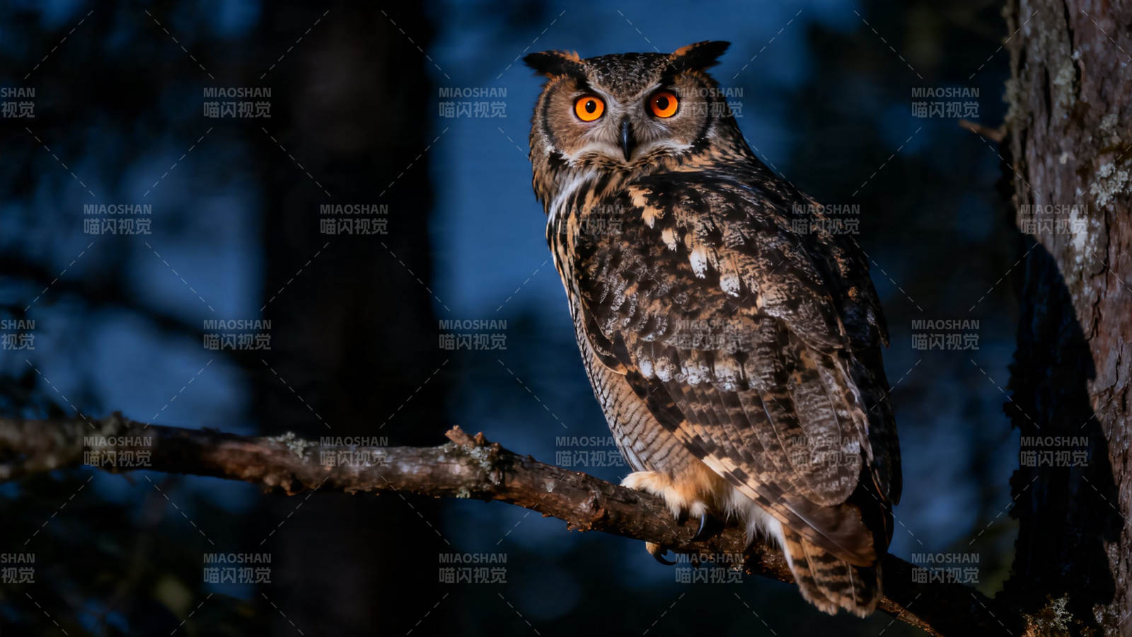 夜枭栖枝 橙目如炬图片