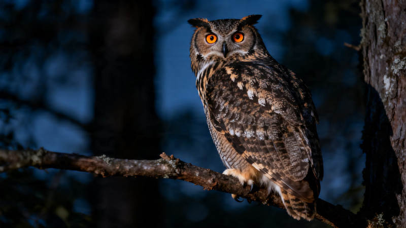 夜枭栖枝 橙目如炬图片