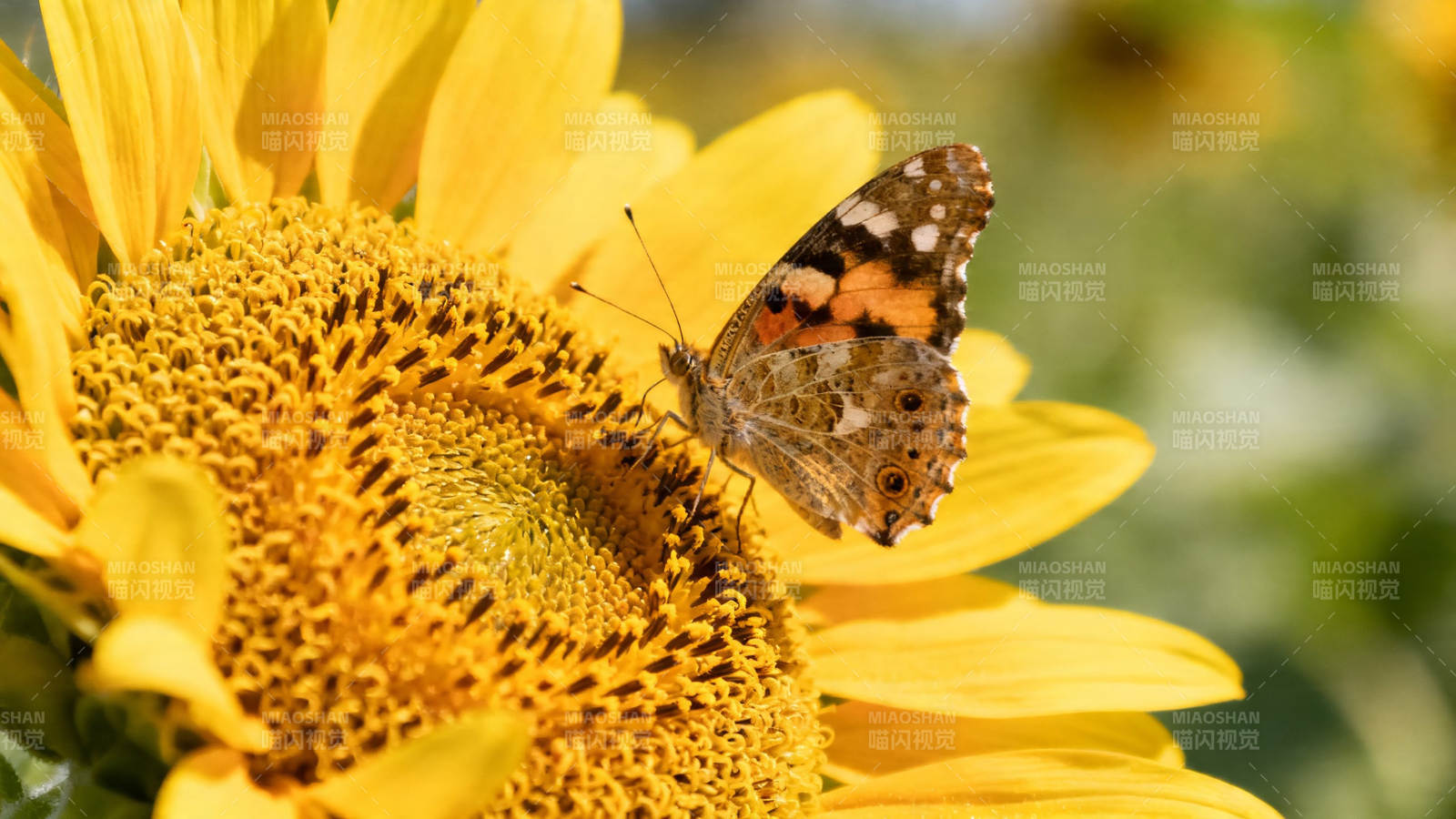 蝶恋向日葵 暖阳共舞时图片