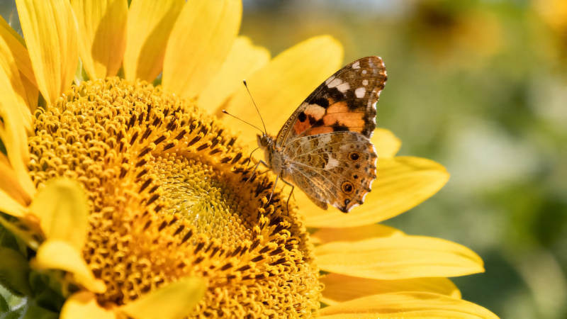 蝶恋向日葵 暖阳共舞时图片