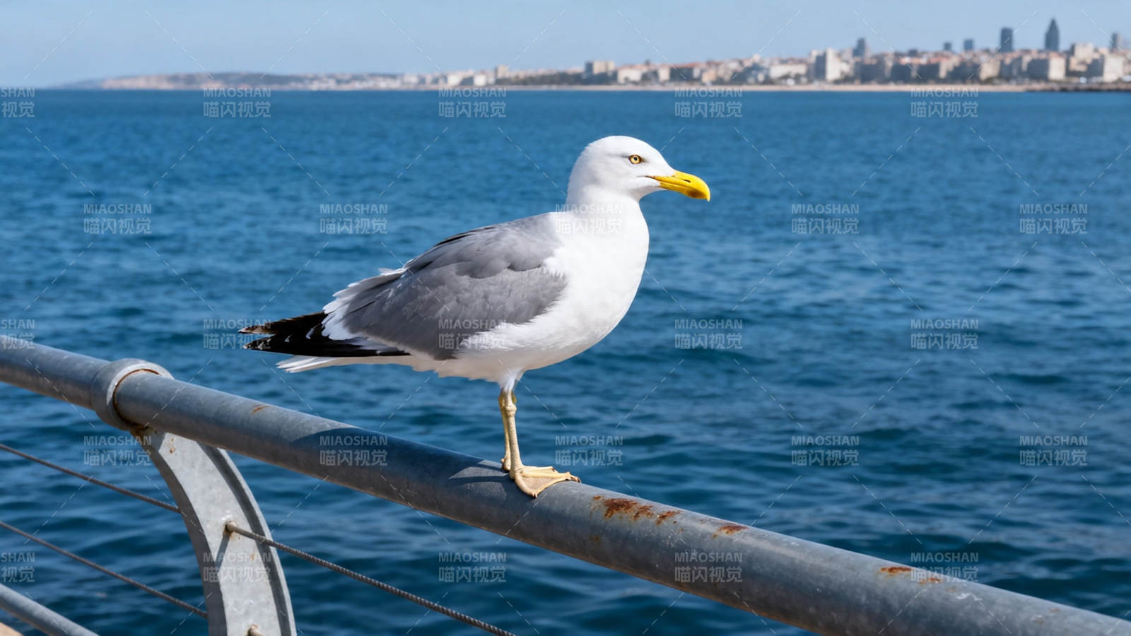 海鸥立栏 远望城市海天一色图片
