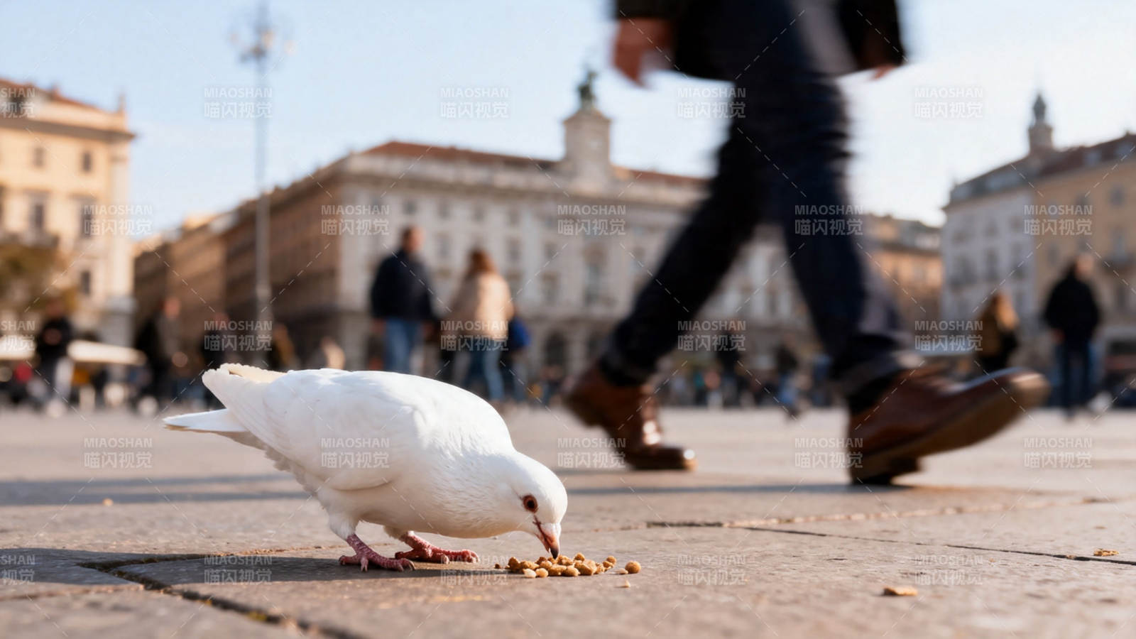 广场白鸽啄食 行人匆匆过图片