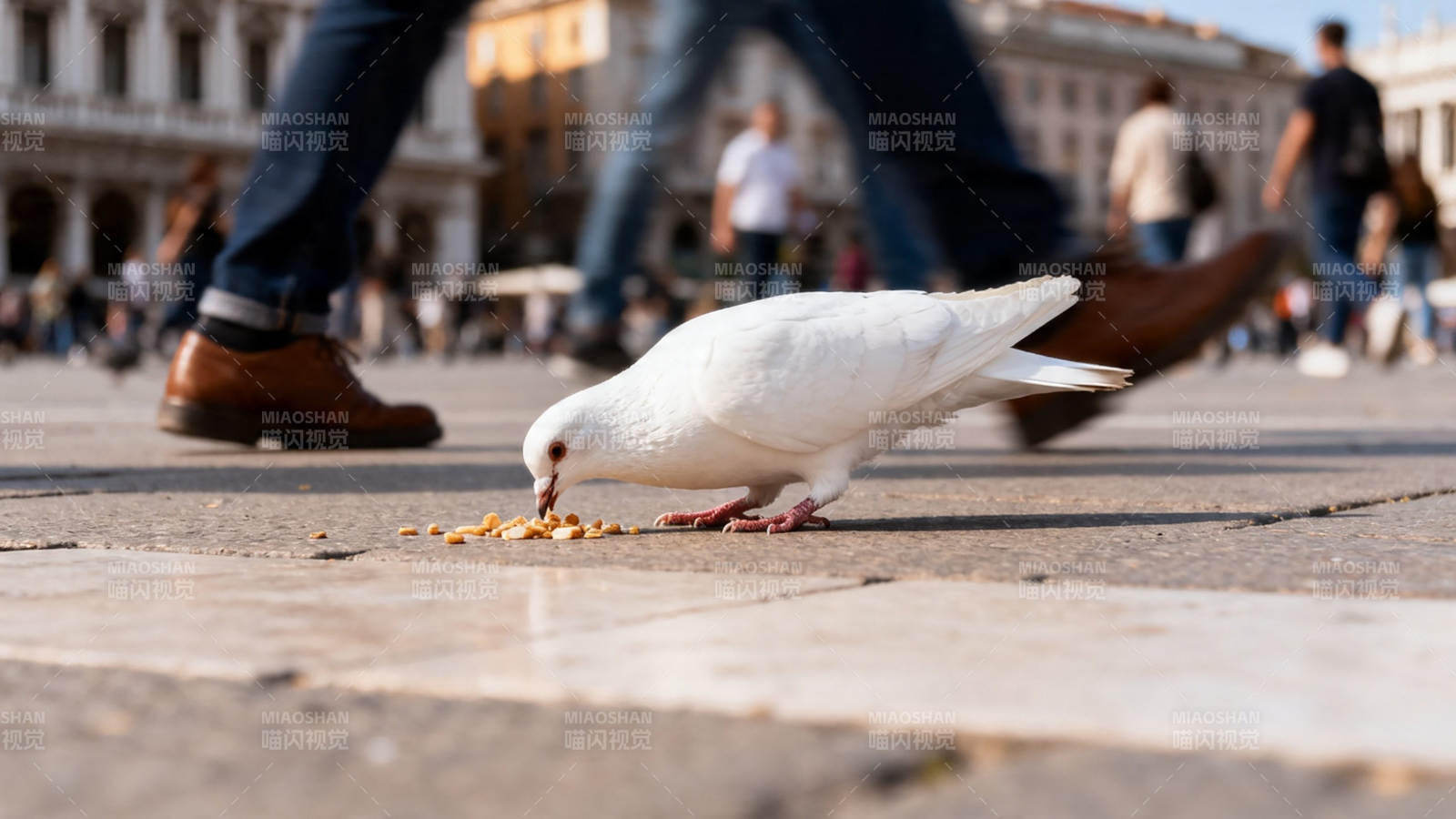 白鸽啄食 行人匆匆过广场图片