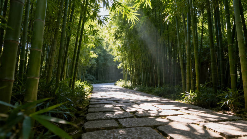 竹林小径 阳光斑驳图片