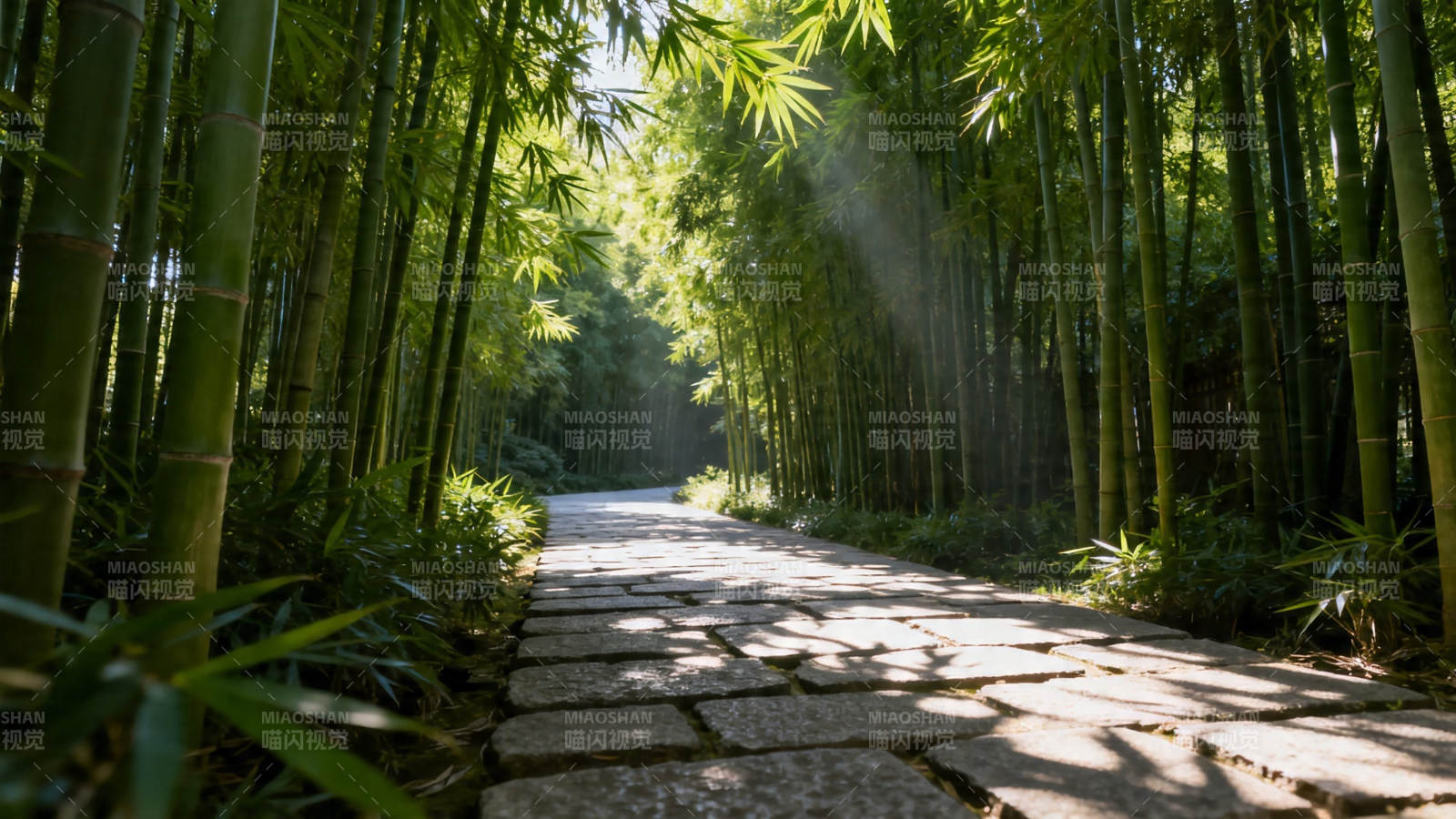 竹林小径 阳光斑驳图片