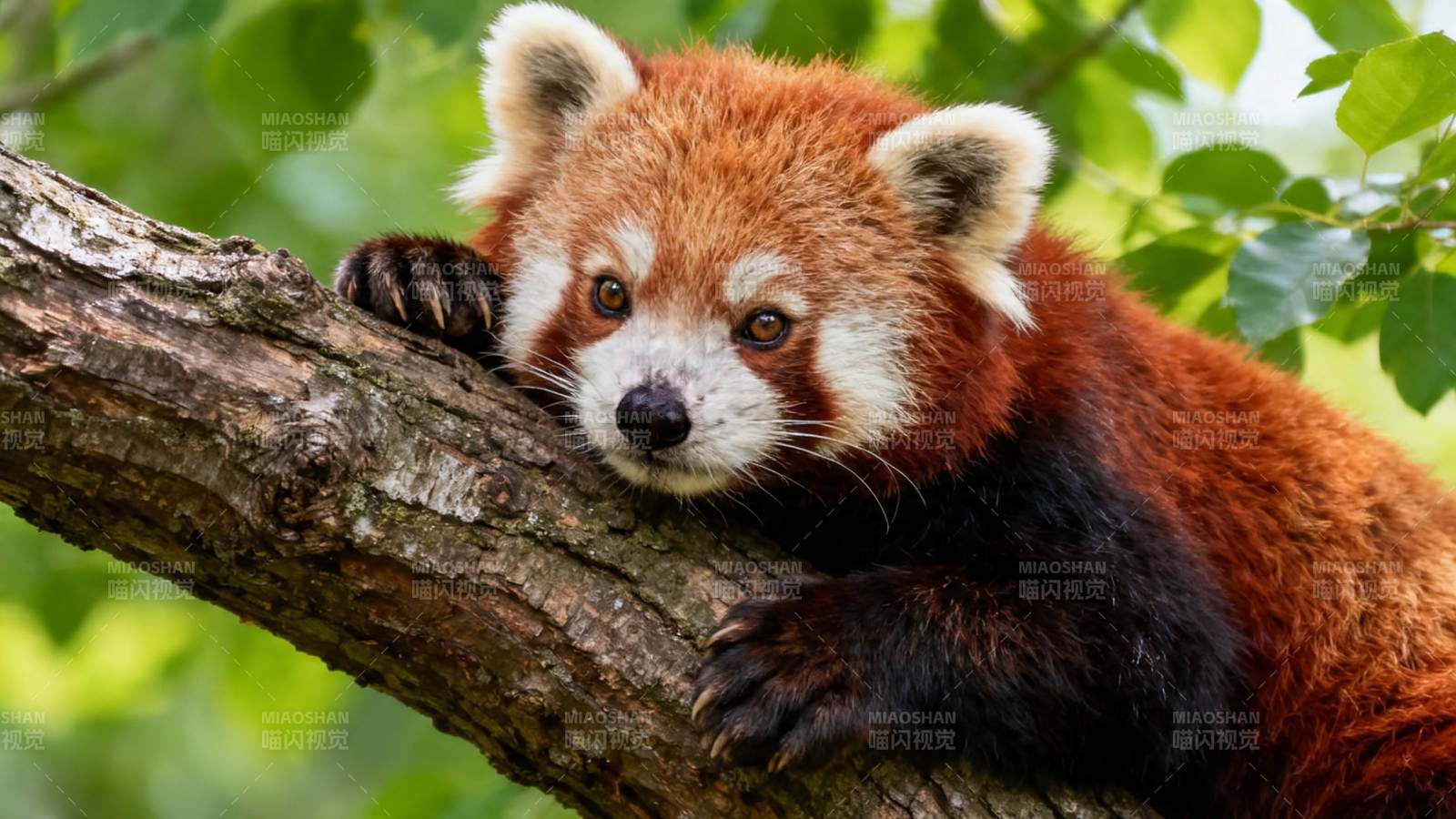 小熊猫树上慵懒望镜头图片