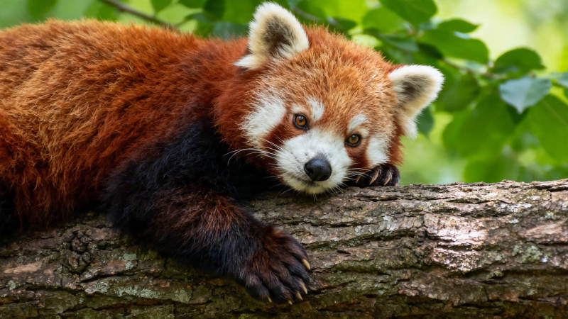 小熊猫趴树干 萌态十足图片