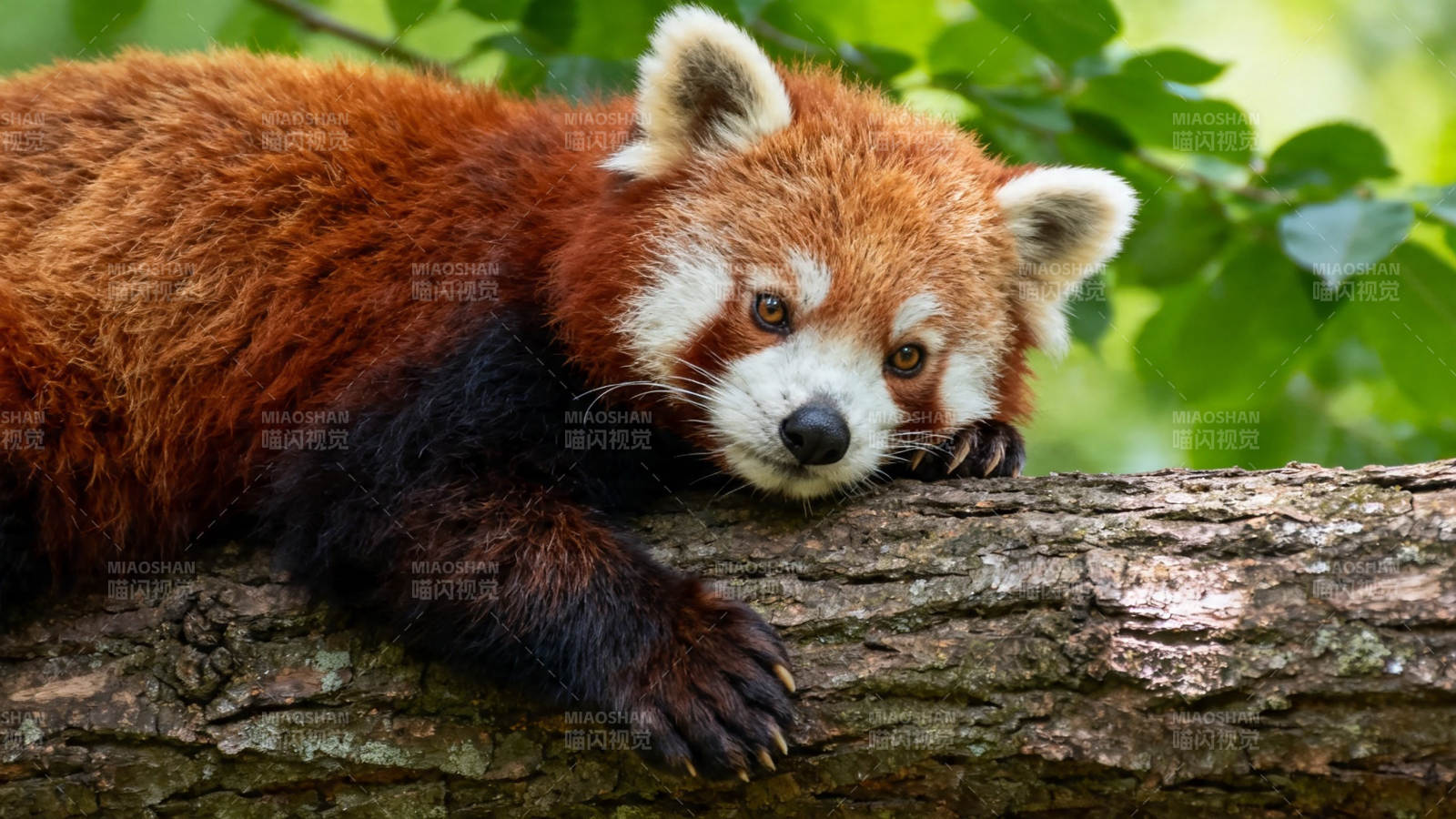 小熊猫趴树干 萌态十足图片