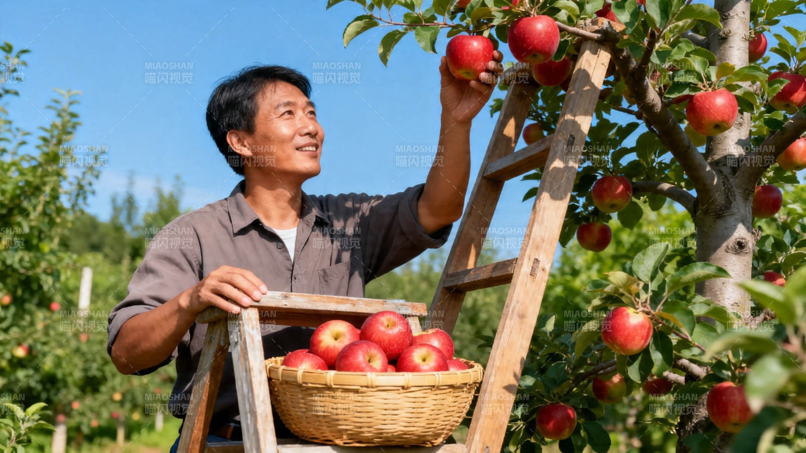 果园采摘红苹果图片