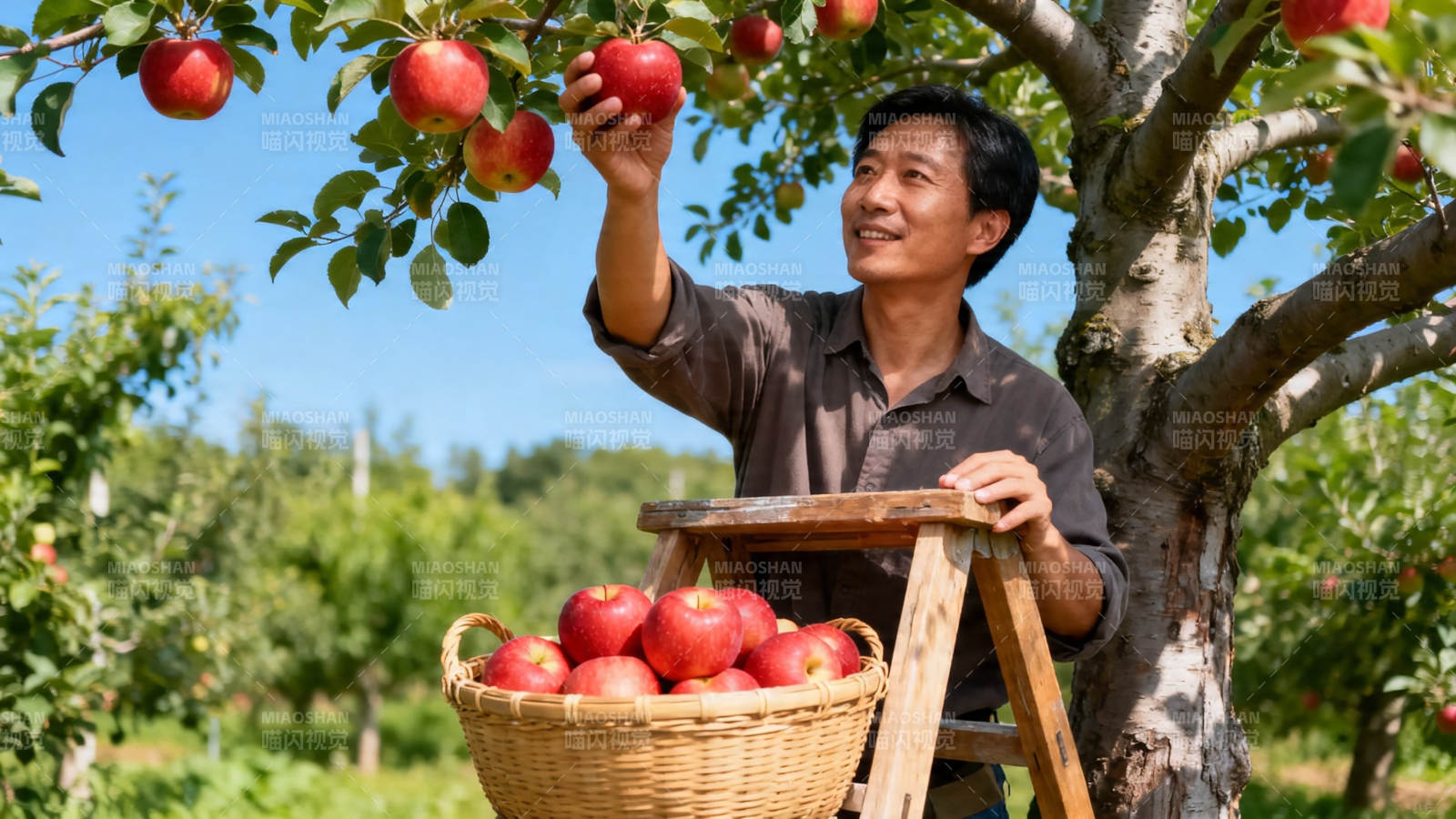 果园摘苹果 丰收喜悦时图片