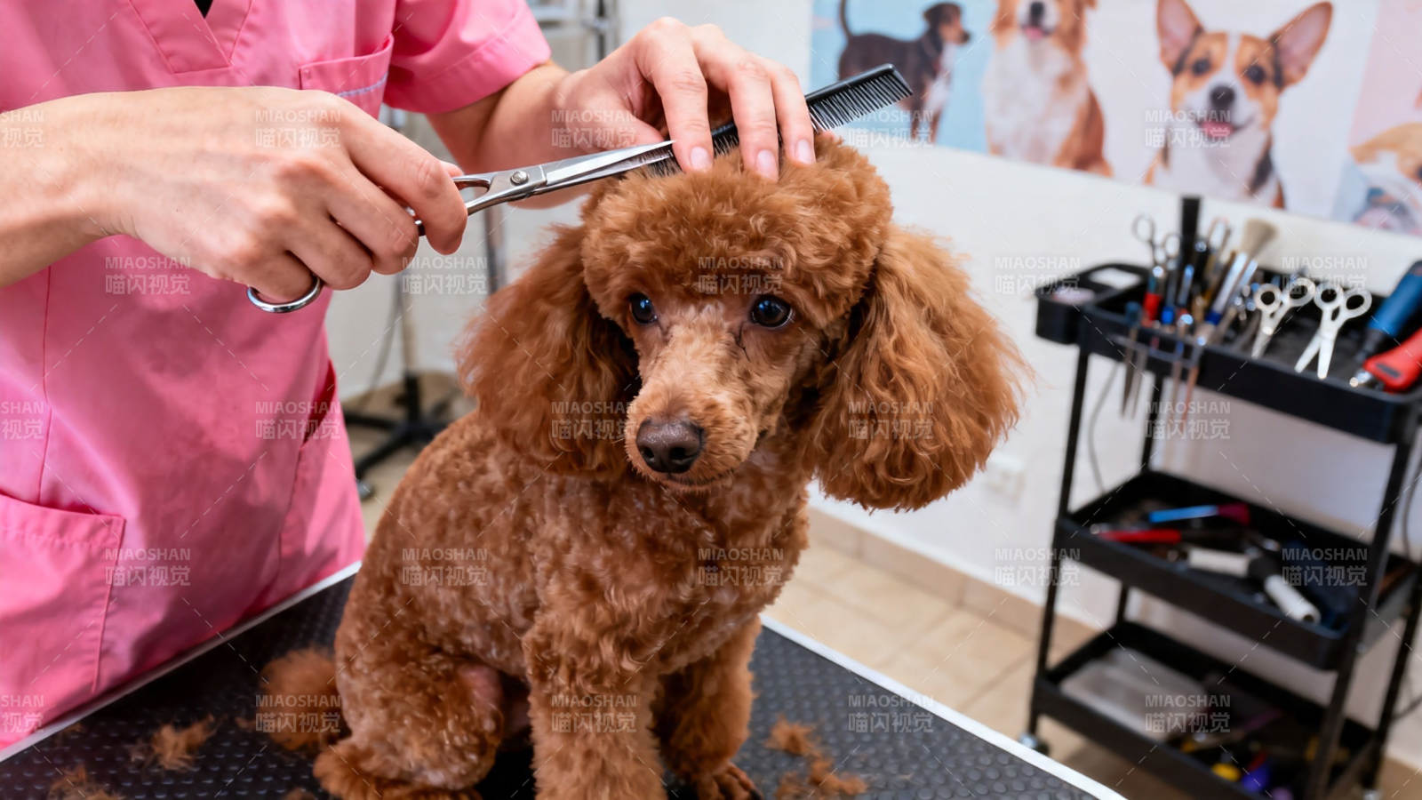 泰迪犬美容剪毛中图片