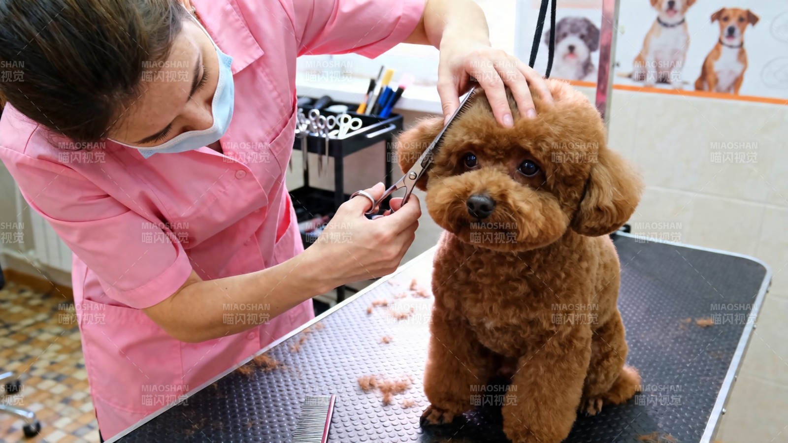 宠物美容师修剪泰迪犬图片