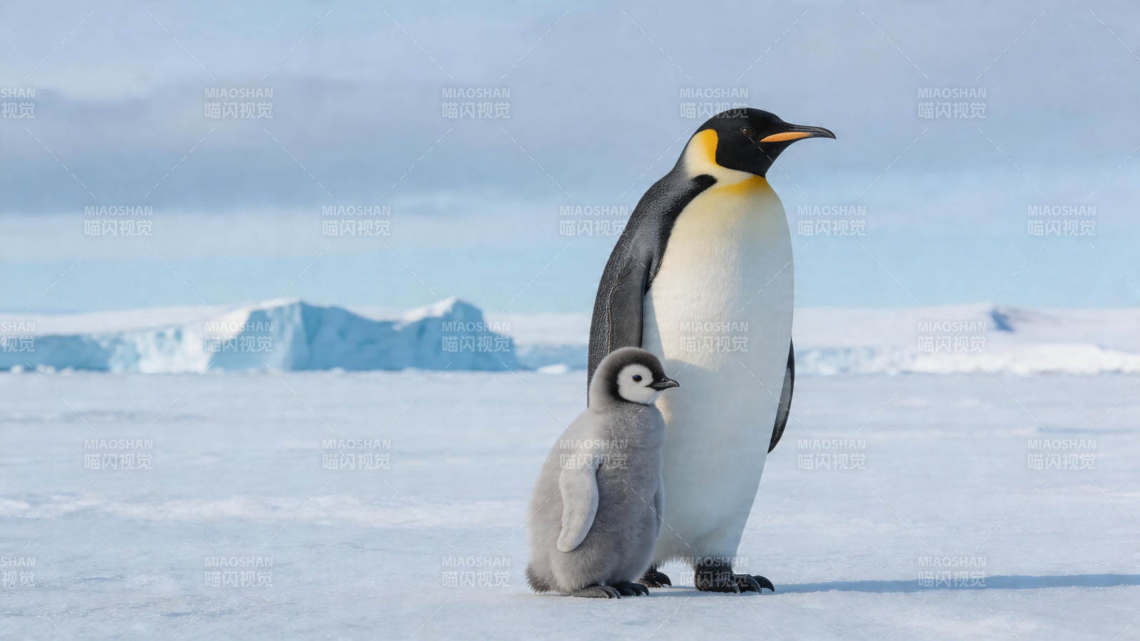 企鹅母子雪地相伴图片