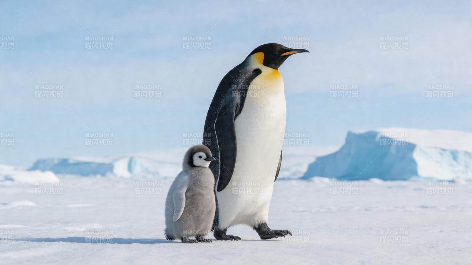 企鹅母子雪地同行图片