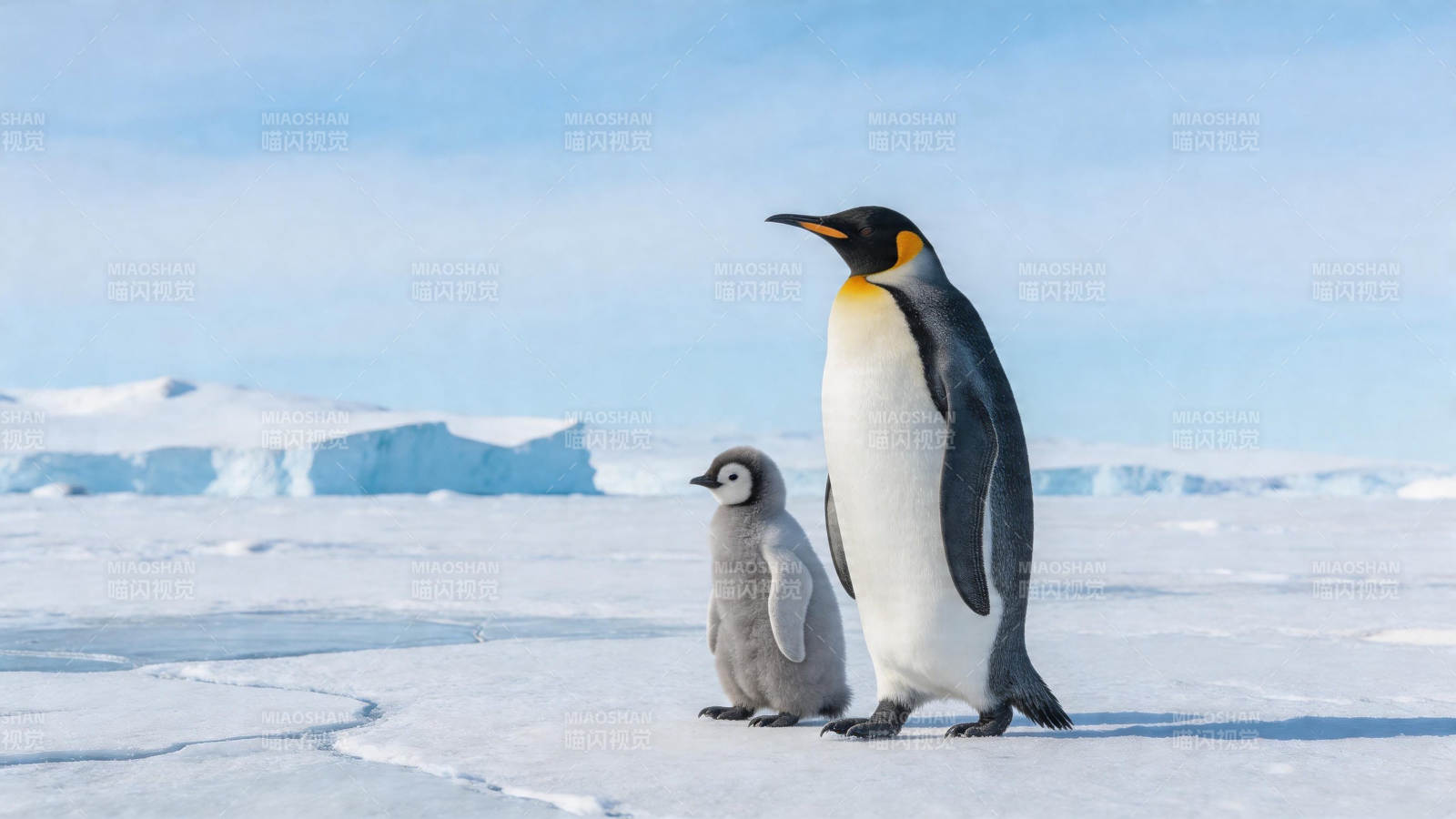 企鹅母子雪地同行图片