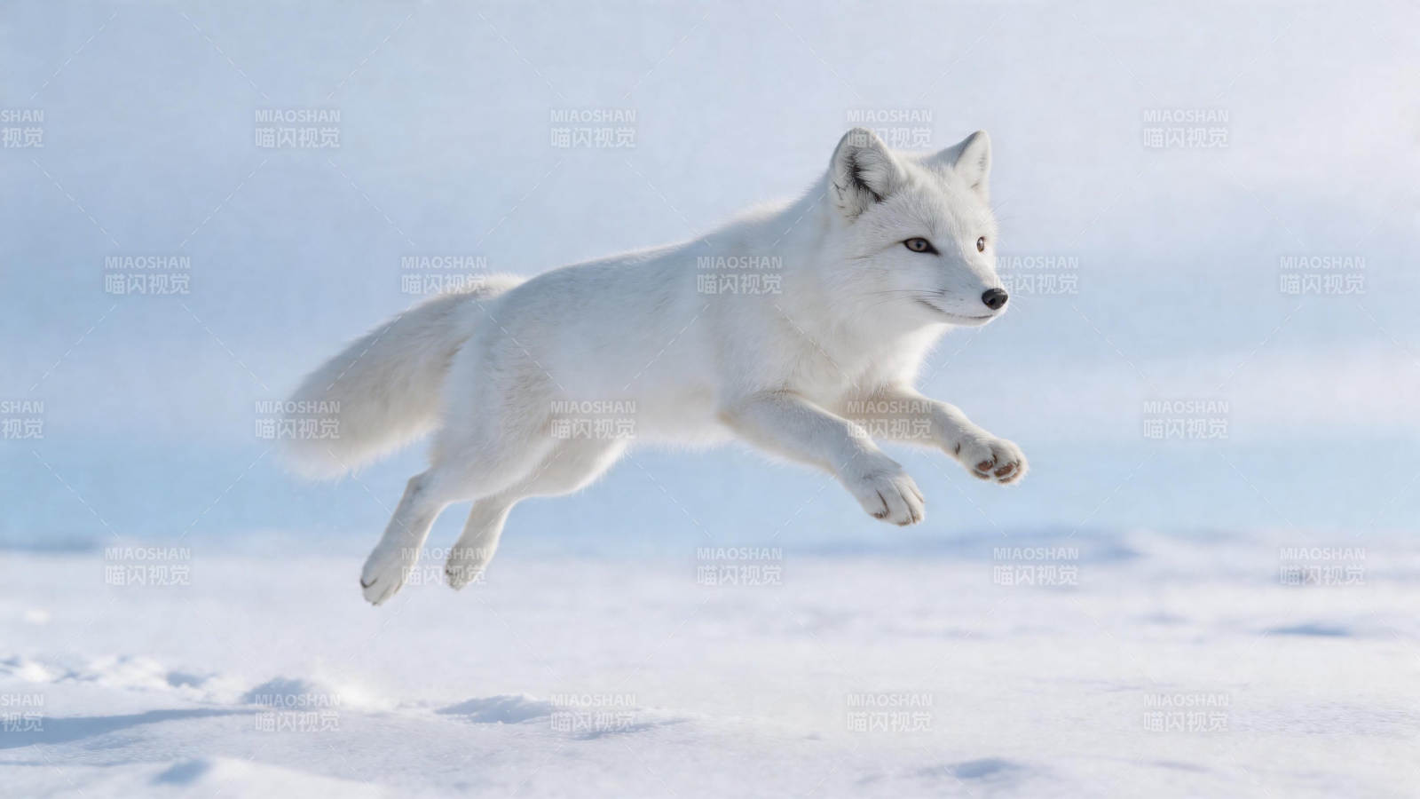 雪狐跃空 白影如风图片