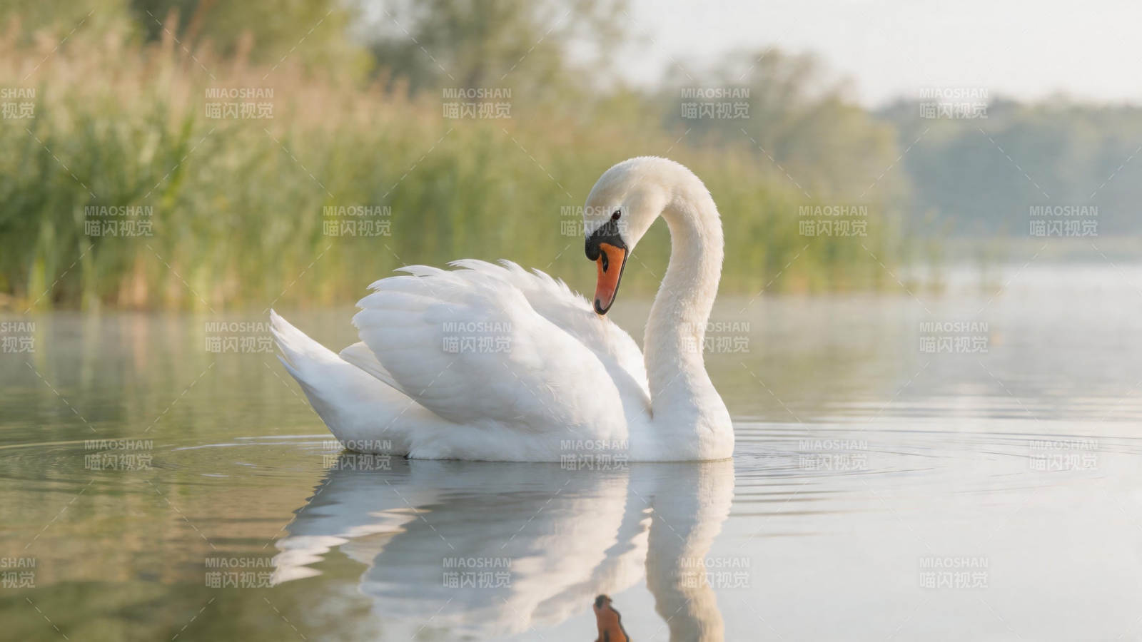 天鹅静浮湖面 倒影如画图片