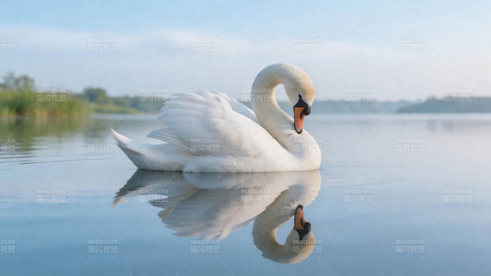 天鹅静浮 水映双影图片