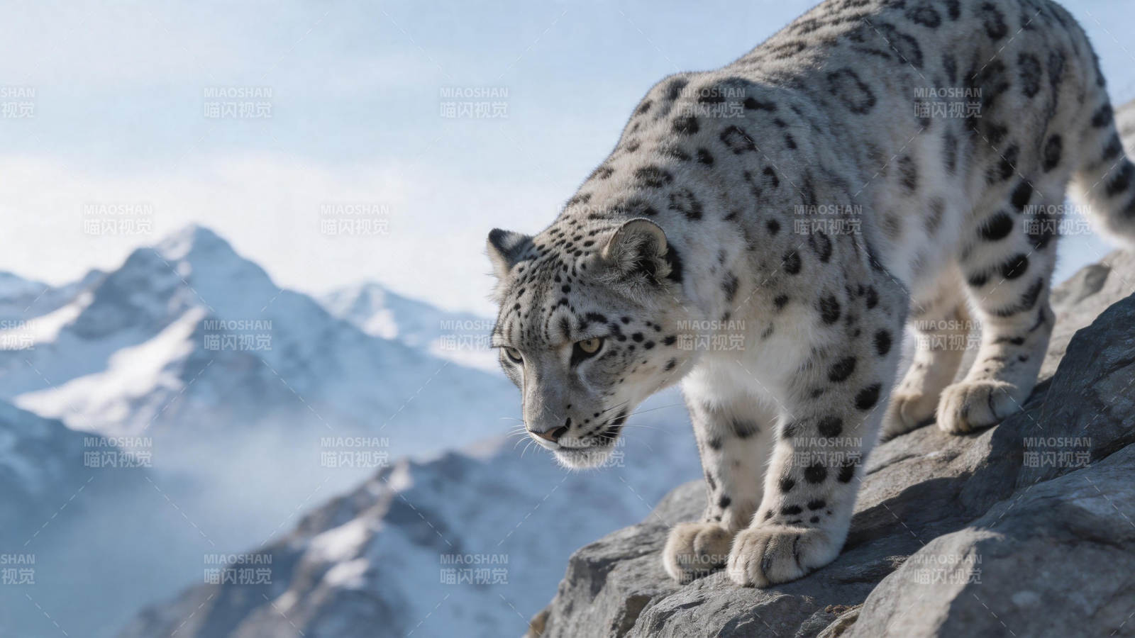 雪豹立岩 雪山为背景图片