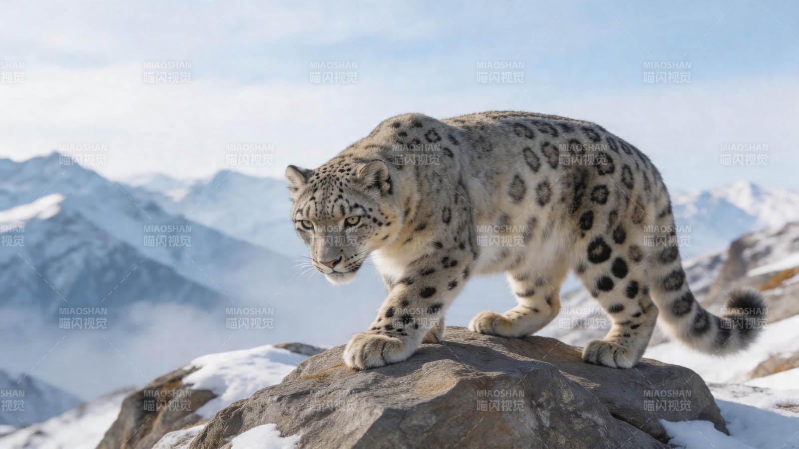 雪豹踏岩 雪山之王图片