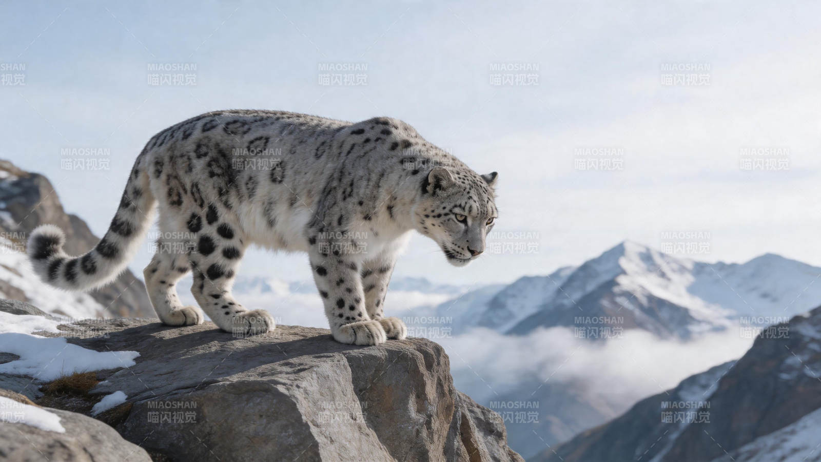 雪豹立岩望雪山图片