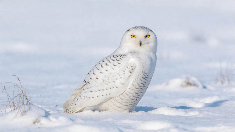 雪鸮静立雪地 金眸凝望远方图片